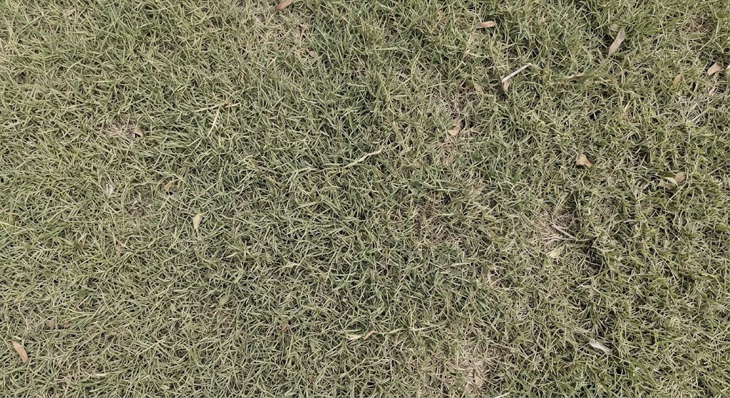 Bermuda Sod