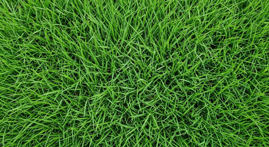 Zoysia Sod